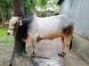 A big white and black colour cow for sale